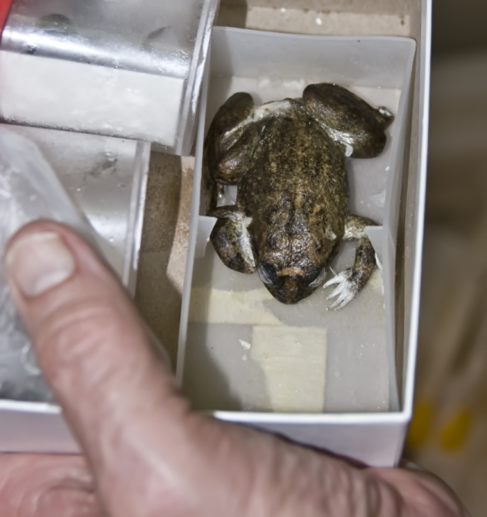 This is a whole frozen gastric-brooding frog after 40 years in a conventional freezer. This is a whole frozen gastric-brooding frog after 40 years in a conventional freezer.